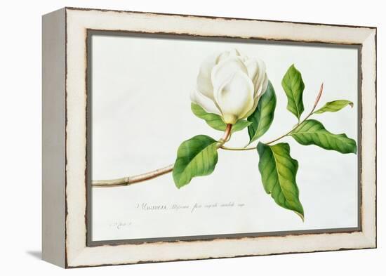 Magnolia-Georg Dionysius Ehret-Framed Premier Image Canvas