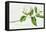 Magnolia-Georg Dionysius Ehret-Framed Premier Image Canvas