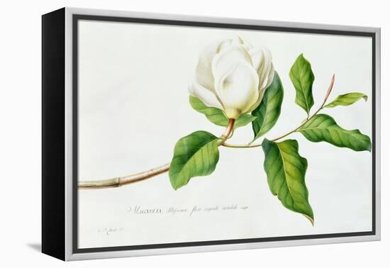 Magnolia-Georg Dionysius Ehret-Framed Premier Image Canvas