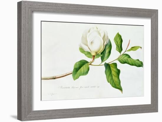 Magnolia-Georg Dionysius Ehret-Framed Giclee Print