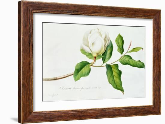 Magnolia-Georg Dionysius Ehret-Framed Giclee Print