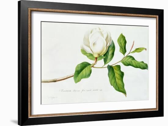 Magnolia-Georg Dionysius Ehret-Framed Giclee Print