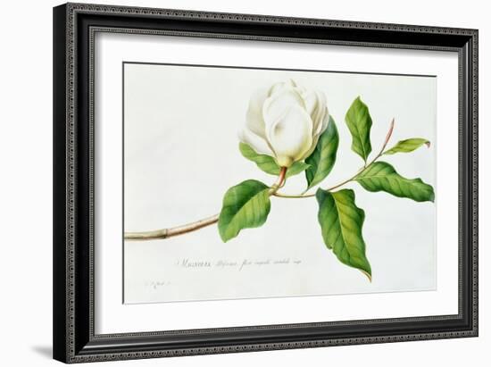 Magnolia-Georg Dionysius Ehret-Framed Giclee Print