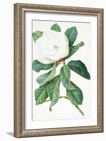 Magnolia-Georg Dionysius Ehret-Framed Giclee Print