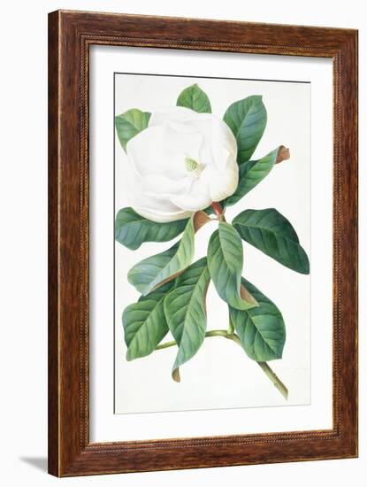 Magnolia-Georg Dionysius Ehret-Framed Giclee Print