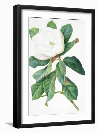 Magnolia-Georg Dionysius Ehret-Framed Giclee Print