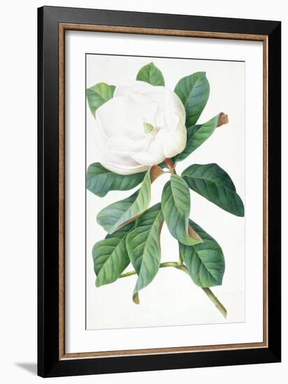 Magnolia-Georg Dionysius Ehret-Framed Giclee Print