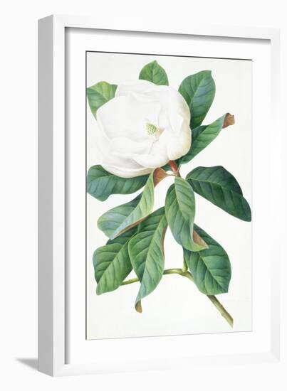 Magnolia-Georg Dionysius Ehret-Framed Giclee Print