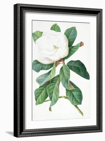 Magnolia-Georg Dionysius Ehret-Framed Giclee Print