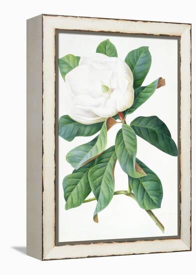 Magnolia-Georg Dionysius Ehret-Framed Premier Image Canvas
