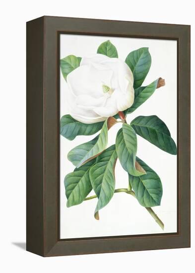 Magnolia-Georg Dionysius Ehret-Framed Premier Image Canvas