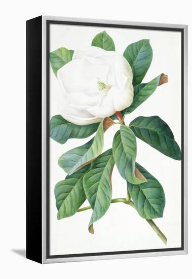 Magnolia-Georg Dionysius Ehret-Framed Premier Image Canvas