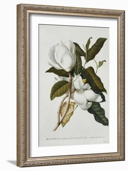 Magnolia-Georg Dionysius Ehret-Framed Giclee Print