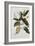 Magnolia-Georg Dionysius Ehret-Framed Giclee Print