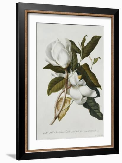 Magnolia-Georg Dionysius Ehret-Framed Giclee Print