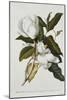 Magnolia-Georg Dionysius Ehret-Mounted Giclee Print