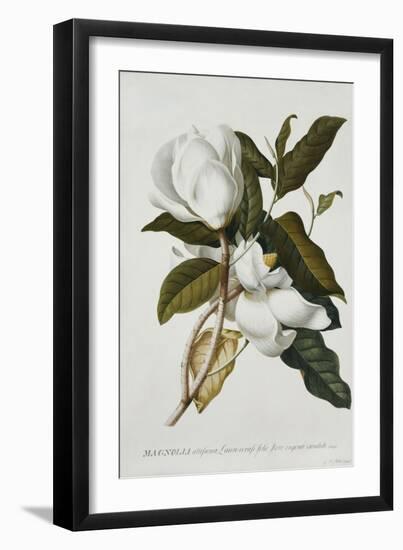 Magnolia-Georg Dionysius Ehret-Framed Premium Giclee Print