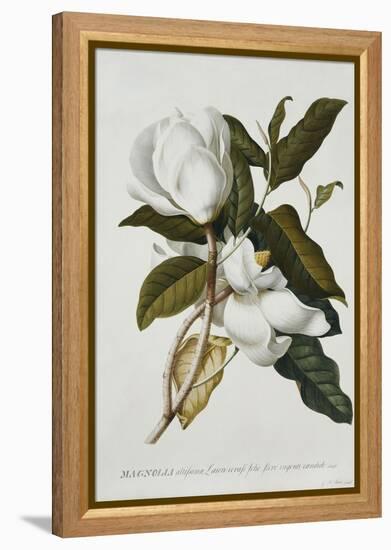 Magnolia-Georg Dionysius Ehret-Framed Premier Image Canvas