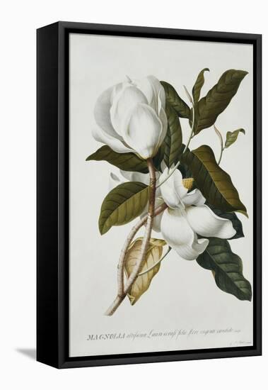 Magnolia-Georg Dionysius Ehret-Framed Premier Image Canvas