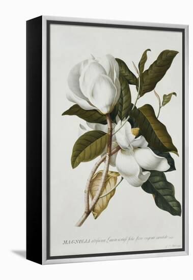 Magnolia-Georg Dionysius Ehret-Framed Premier Image Canvas