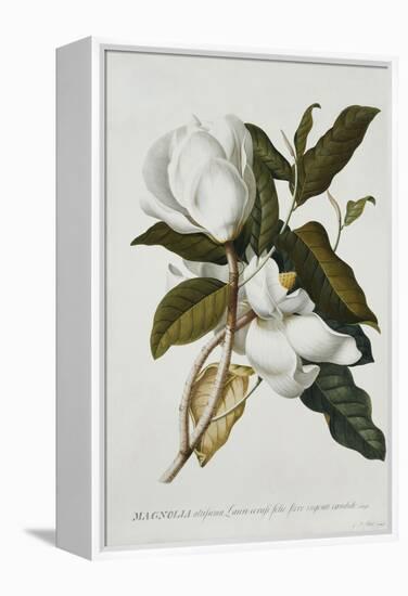 Magnolia-Georg Dionysius Ehret-Framed Premier Image Canvas