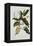 Magnolia-Georg Dionysius Ehret-Framed Premier Image Canvas