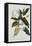 Magnolia-Georg Dionysius Ehret-Framed Premier Image Canvas