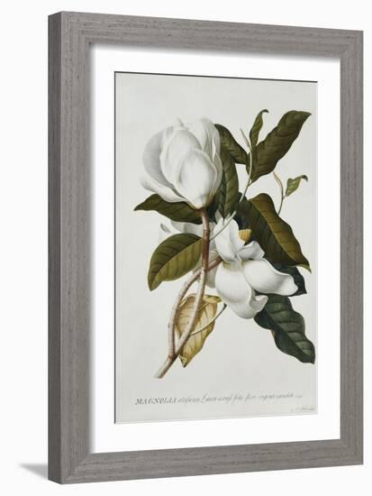 Magnolia-Georg Dionysius Ehret-Framed Giclee Print