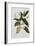 Magnolia-Georg Dionysius Ehret-Framed Giclee Print