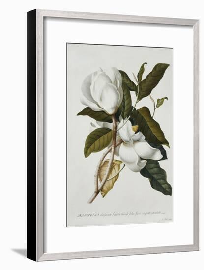 Magnolia-Georg Dionysius Ehret-Framed Giclee Print