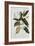 Magnolia-Georg Dionysius Ehret-Framed Giclee Print