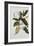 Magnolia-Georg Dionysius Ehret-Framed Giclee Print