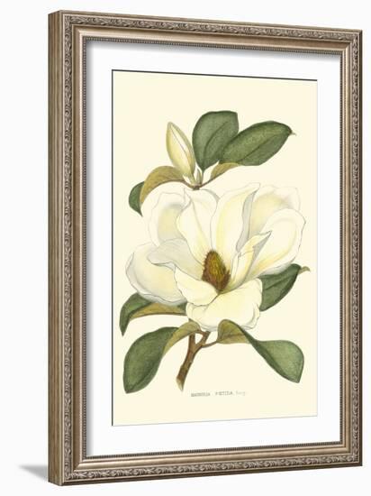 Magnolia-Silva-Framed Art Print