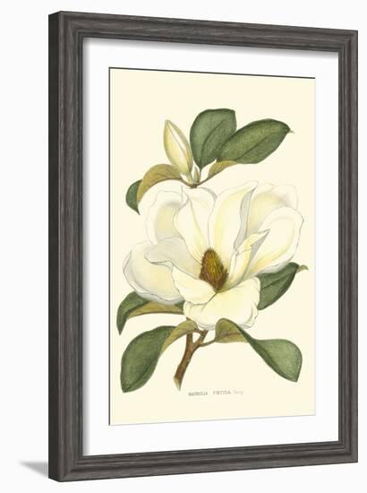 Magnolia-Silva-Framed Art Print