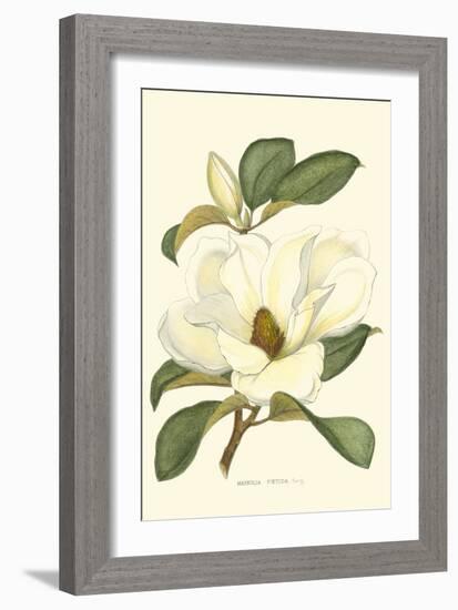 Magnolia-Silva-Framed Art Print