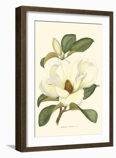 Magnolia-Silva-Framed Art Print