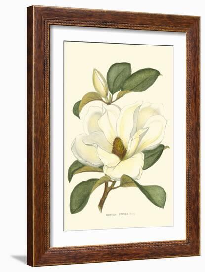 Magnolia-Silva-Framed Art Print