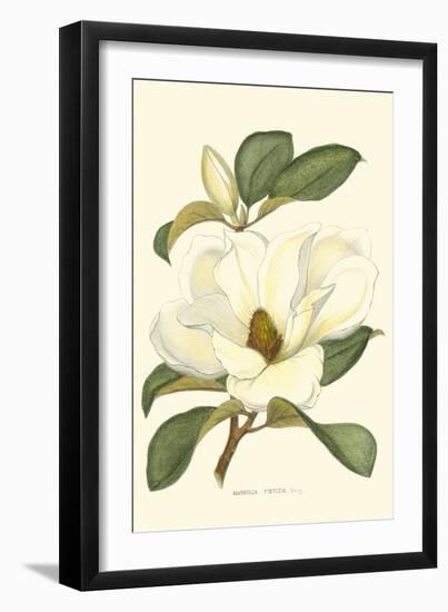 Magnolia-Silva-Framed Art Print