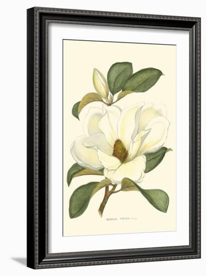 Magnolia-Silva-Framed Art Print