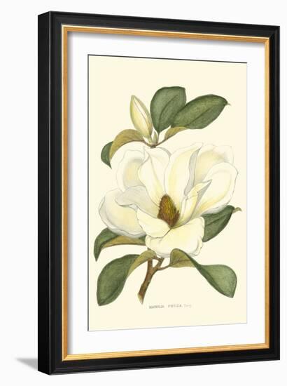 Magnolia-Silva-Framed Art Print