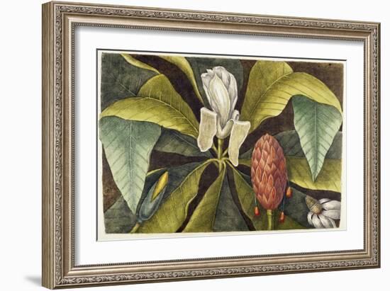 Magnolia-Mark Catesby-Framed Giclee Print