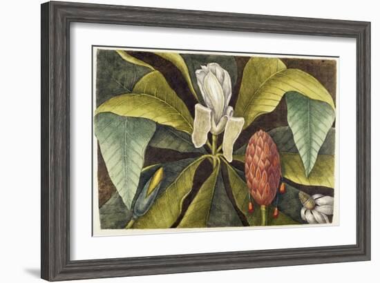 Magnolia-Mark Catesby-Framed Giclee Print