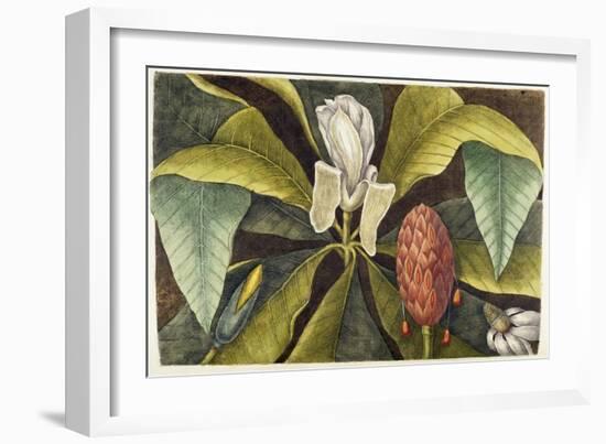 Magnolia-Mark Catesby-Framed Giclee Print