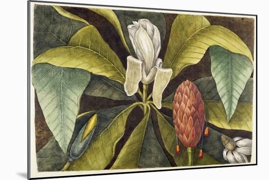 Magnolia-Mark Catesby-Mounted Giclee Print