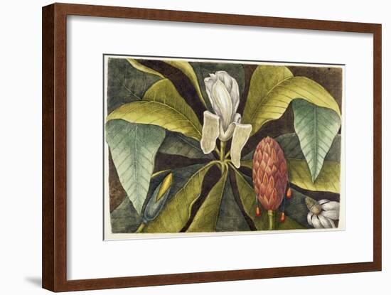 Magnolia-Mark Catesby-Framed Giclee Print