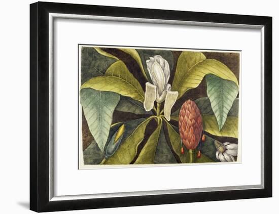 Magnolia-Mark Catesby-Framed Giclee Print