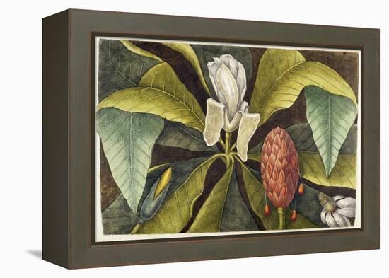 Magnolia-Mark Catesby-Framed Premier Image Canvas