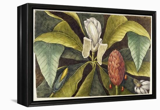 Magnolia-Mark Catesby-Framed Premier Image Canvas