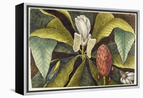 Magnolia-Mark Catesby-Framed Premier Image Canvas