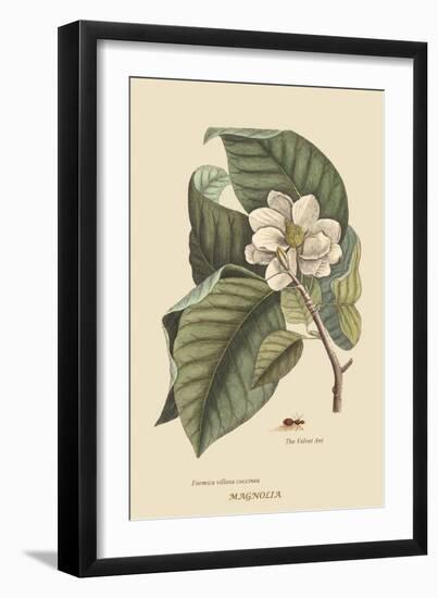 Magnolia-Mark Catesby-Framed Art Print